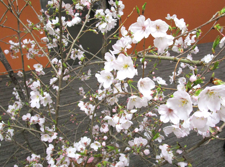 2019桜02