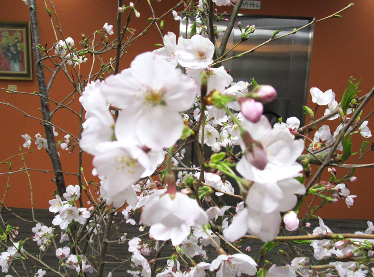 2019桜03